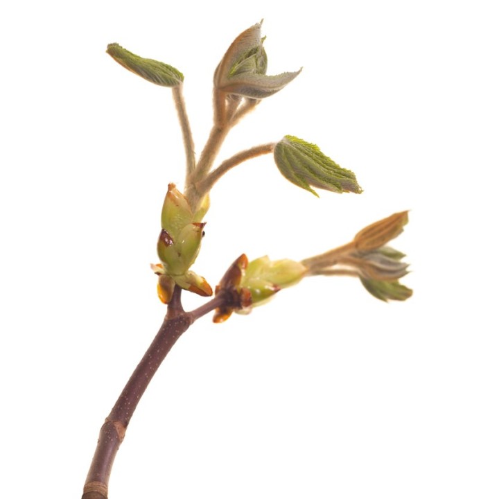 Fleurs de Bach Original Chestnut Bud 07 - Famademl - IllicoPharma