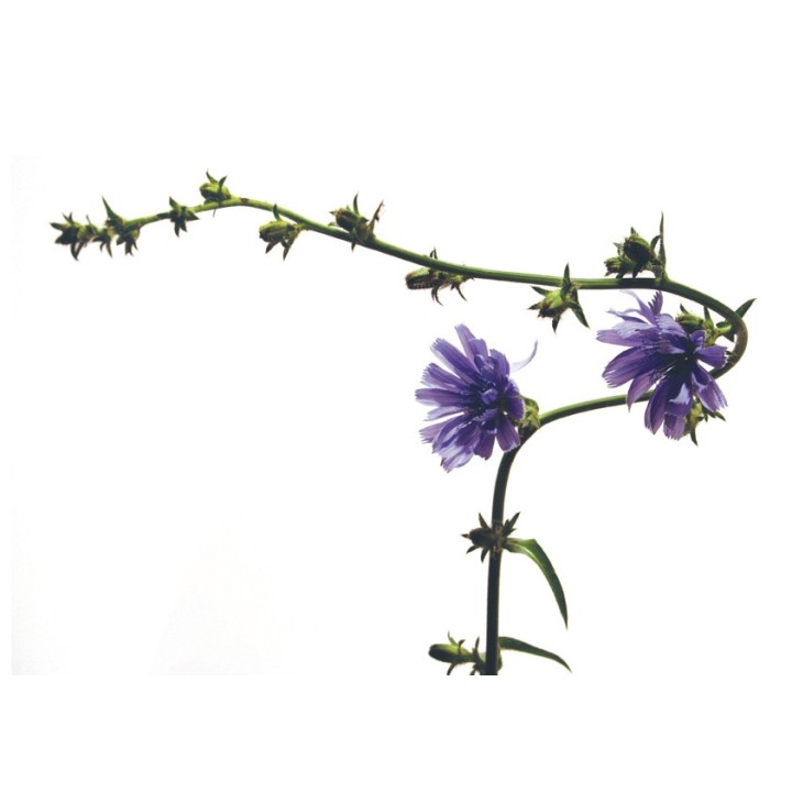 Fleurs de Bach Original Chicory 08 - Famademl - IllicoPharma
