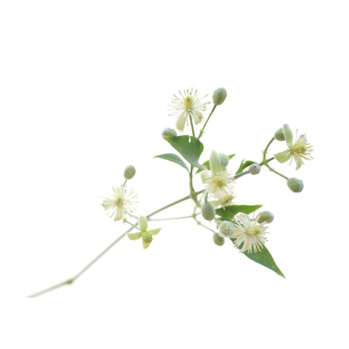 Fleurs de Bach Original Clematis 09 - Famademl - IllicoPharma