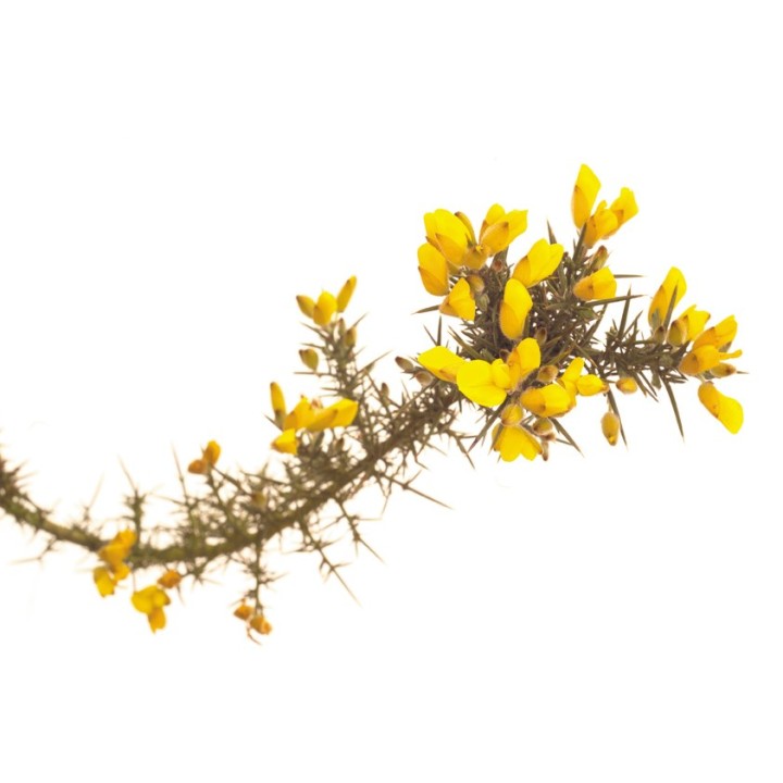 Fleurs de Bach Original Gorse 13 - Famademl - IllicoPharma