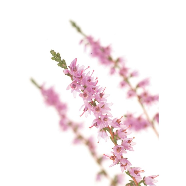 Fleurs de Bach Original Heather 14 - Famademl - IllicoPharma