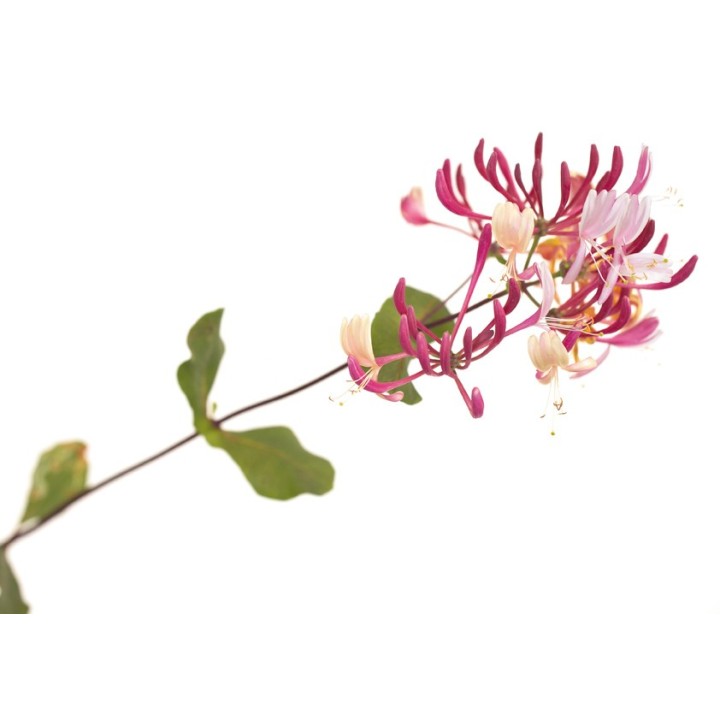 Fleurs de Bach Original Honeysuckle 16 - Famademl - IllicoPharma