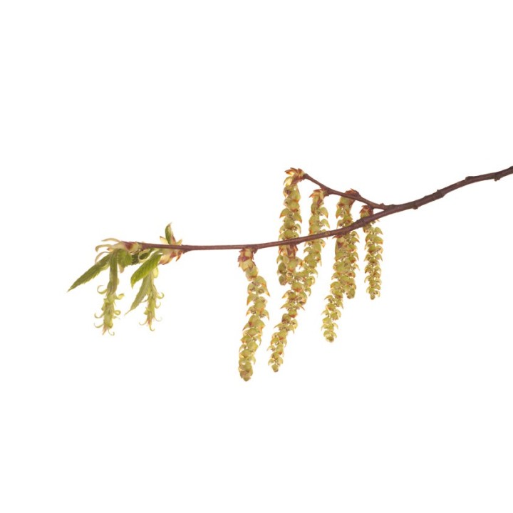 Fleurs de Bach Original Hornbeam 17 - Famademl - IllicoPharma