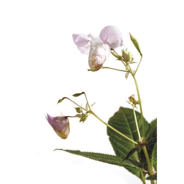 Fleurs de Bach Original Impatiens 18 - Famademl - IllicoPharma