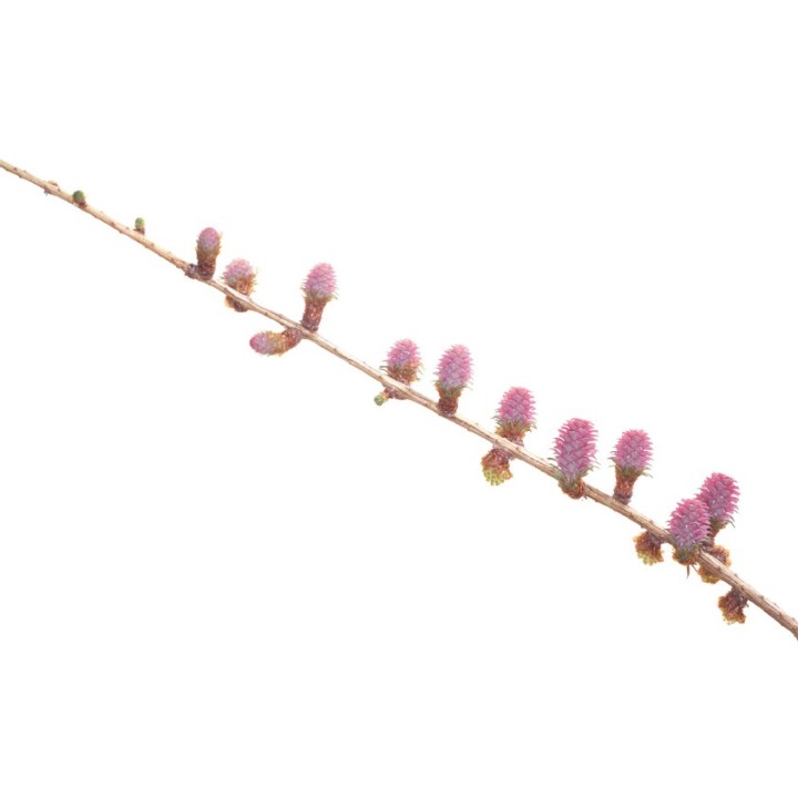 Fleurs de Bach Original Larch 19 - Famademl - IllicoPharma