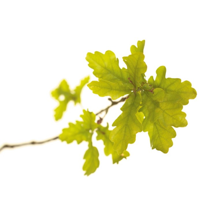 Fleurs de Bach Original Oak 22 - Famademl - IllicoPharma