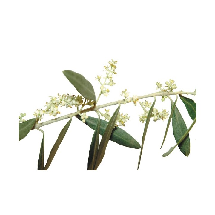 Fleurs de Bach Original Olive 23 - Famademl - IllicoPharma
