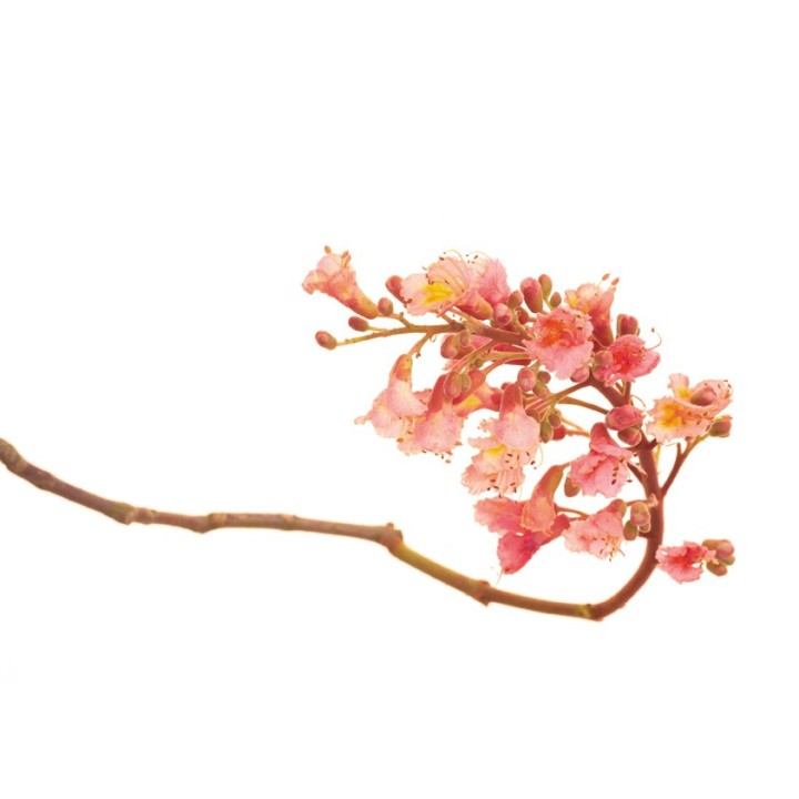 Fleurs de Bach Original Red Chestnut 25 - Famademl - IllicoPharma
