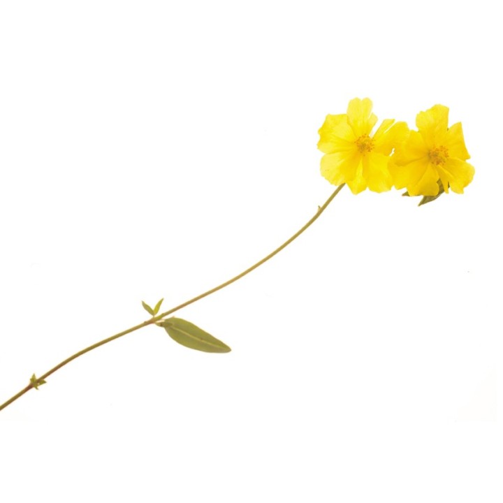 Fleurs de Bach Original Rock Rose 26 - Famademl - IllicoPharma