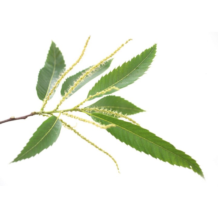 Fleurs de Bach Original Sweet Chestnut 30 - Famademl - IllicoPharma
