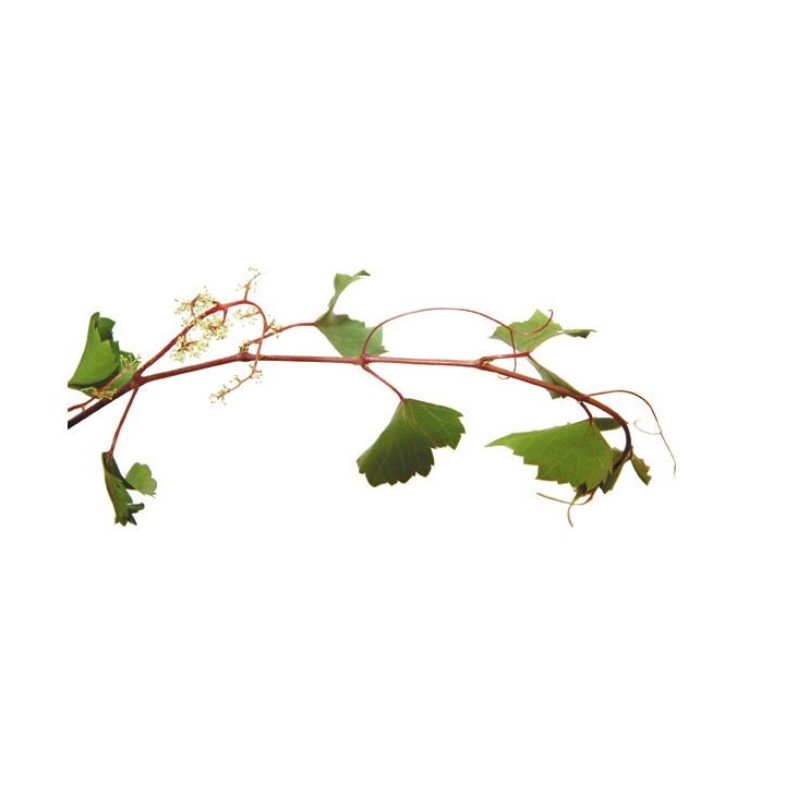 Fleurs de Bach Original Vine 32 - Famademl - IllicoPharma