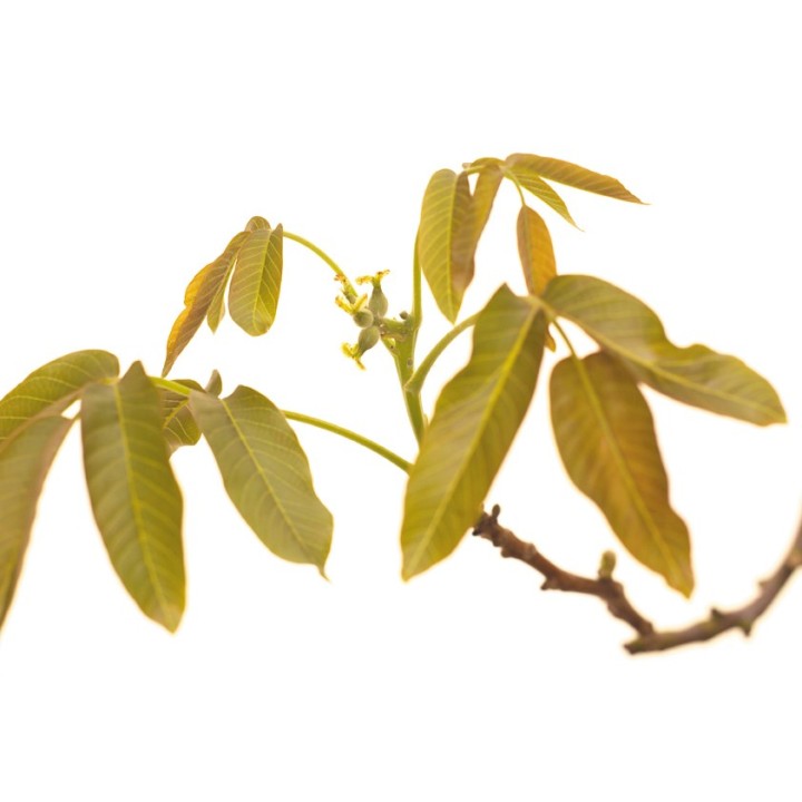 Fleurs de Bach Original Walnut 33 - Famademl - IllicoPharma