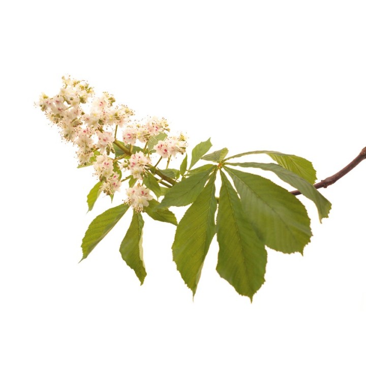 Fleurs de Bach Original White Chestnut 35 - Famademl - IllicoPharma