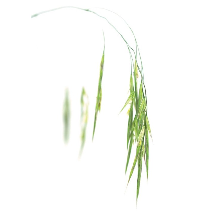Fleurs de Bach Original Wild Oat 36 - Famademl - IllicoPharma
