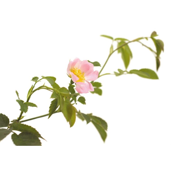 Fleurs de Bach Original Wild Rose 37 - Famademl - IllicoPharma