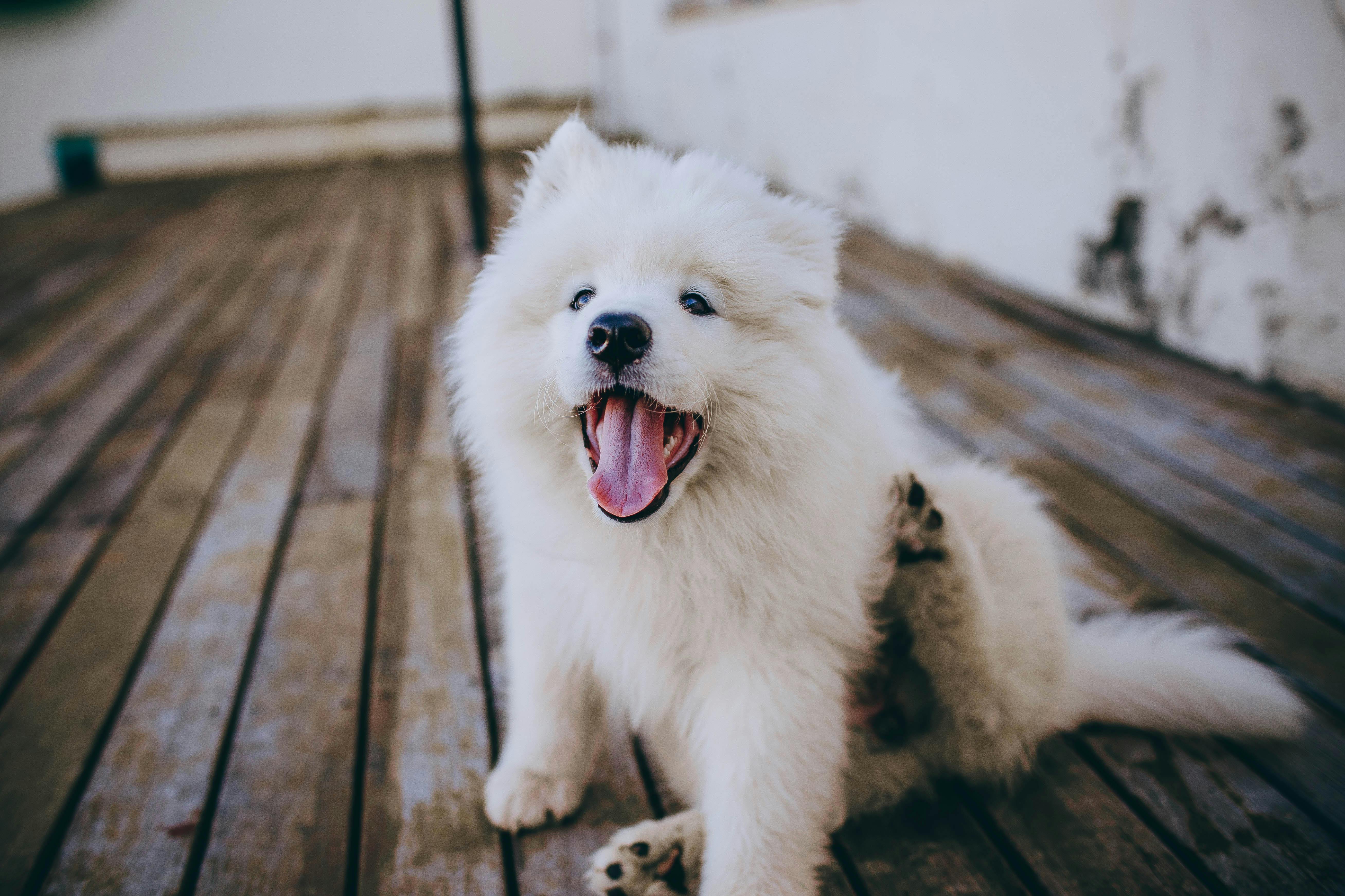 Puces du chien