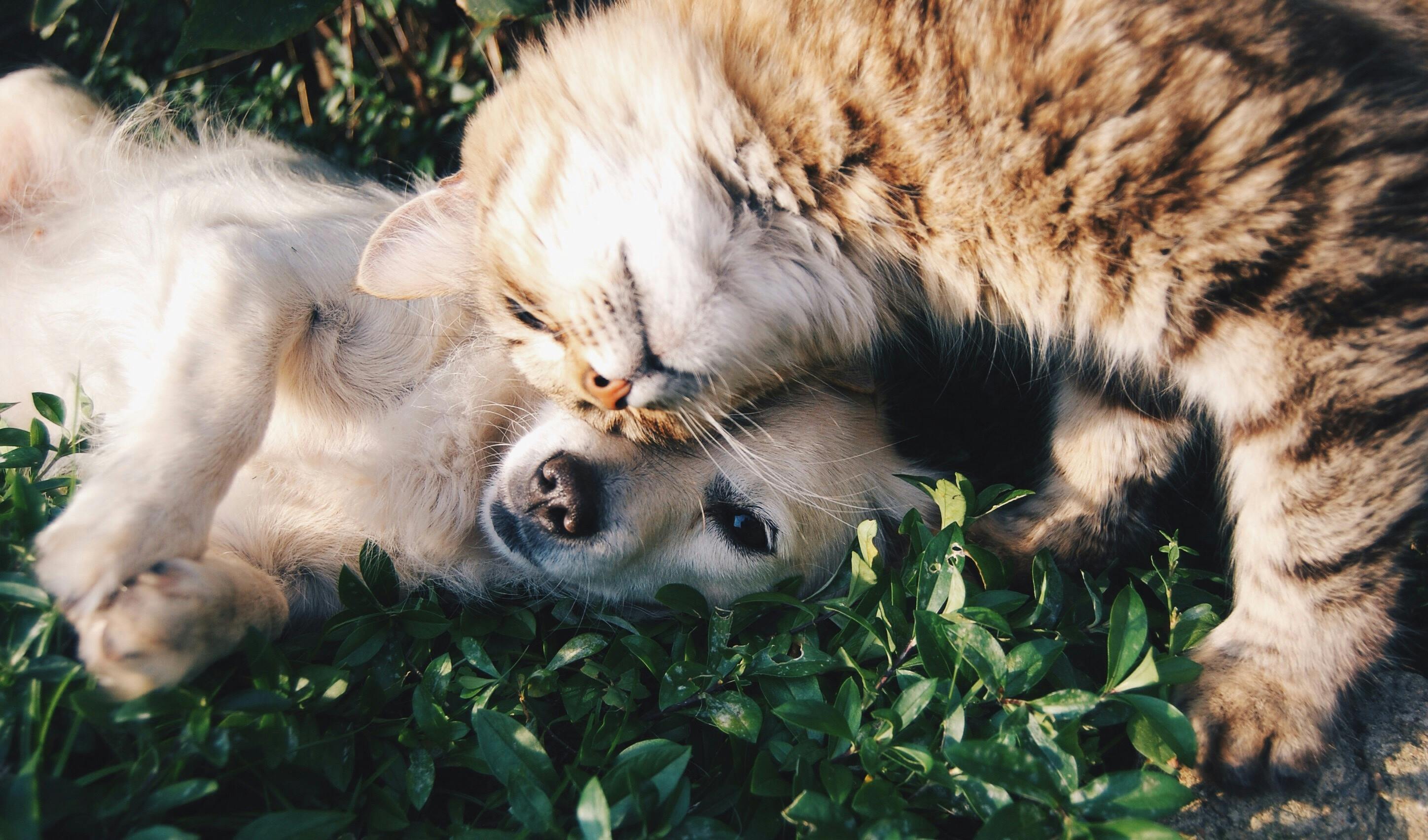 Vermifugation chiens et chats
