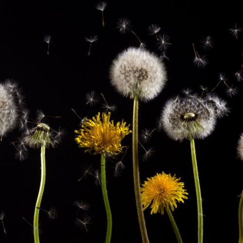 Allergie au pollen : causes, symptômes et traitements