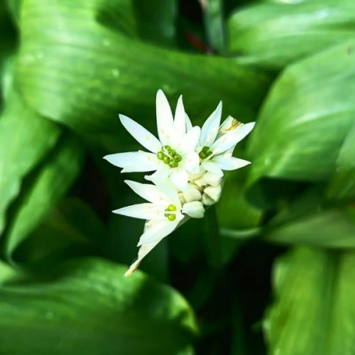 Ail des ours : quels bienfaits au printemps ?